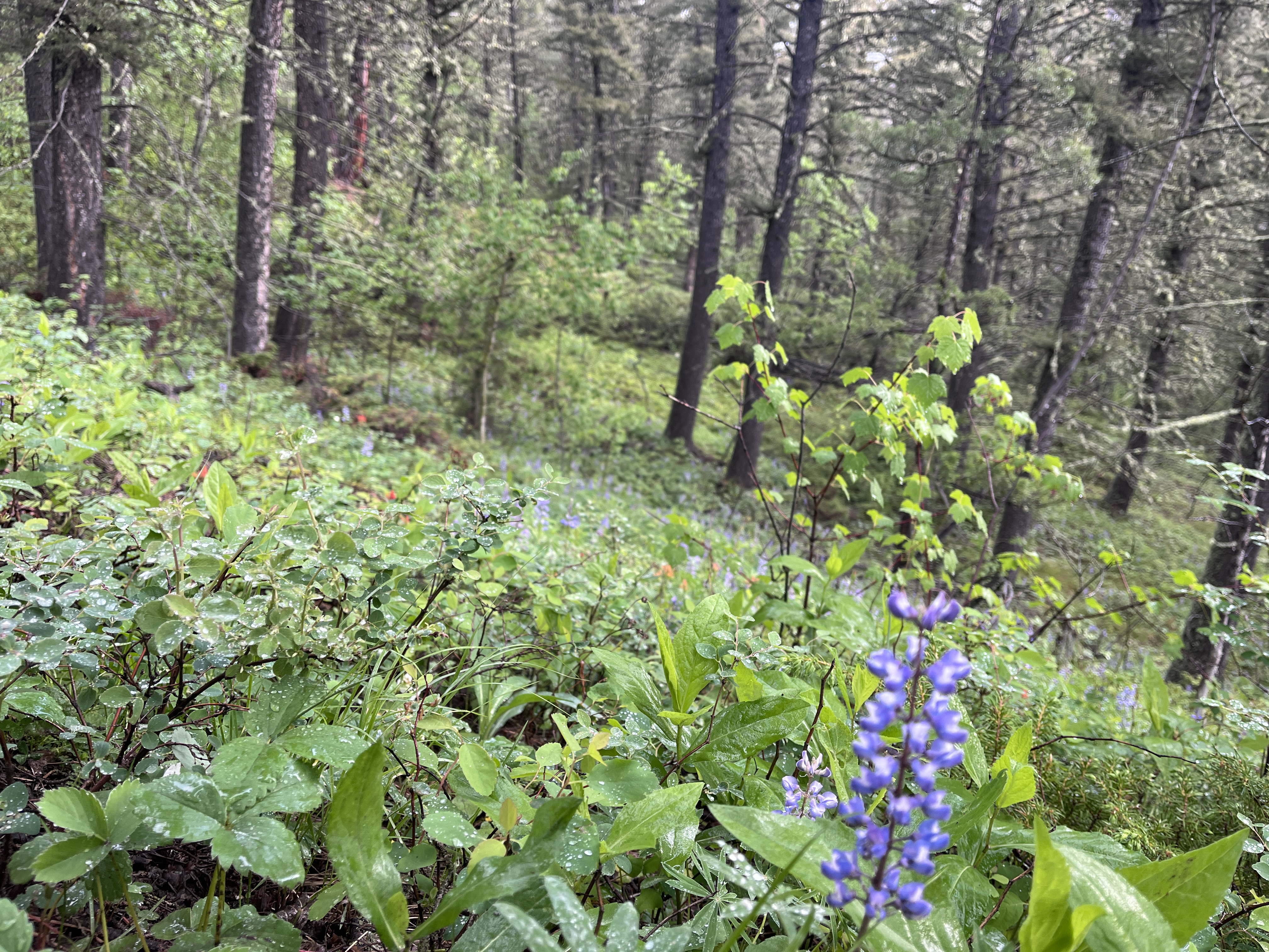 A forest covered in lupine. 