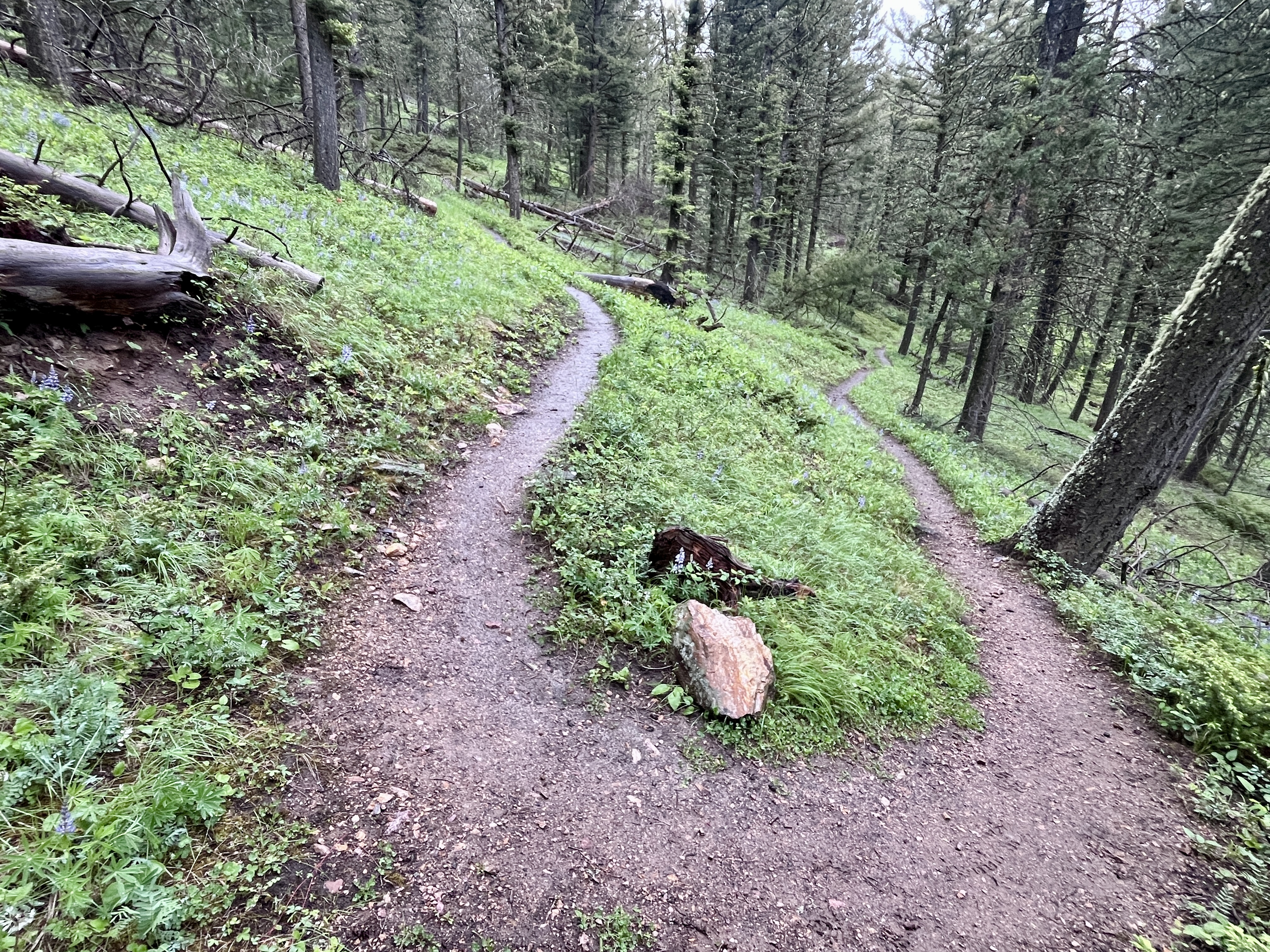 Mountain trail winding up through green understory in the Gates of the Mountain Wilderness Area.