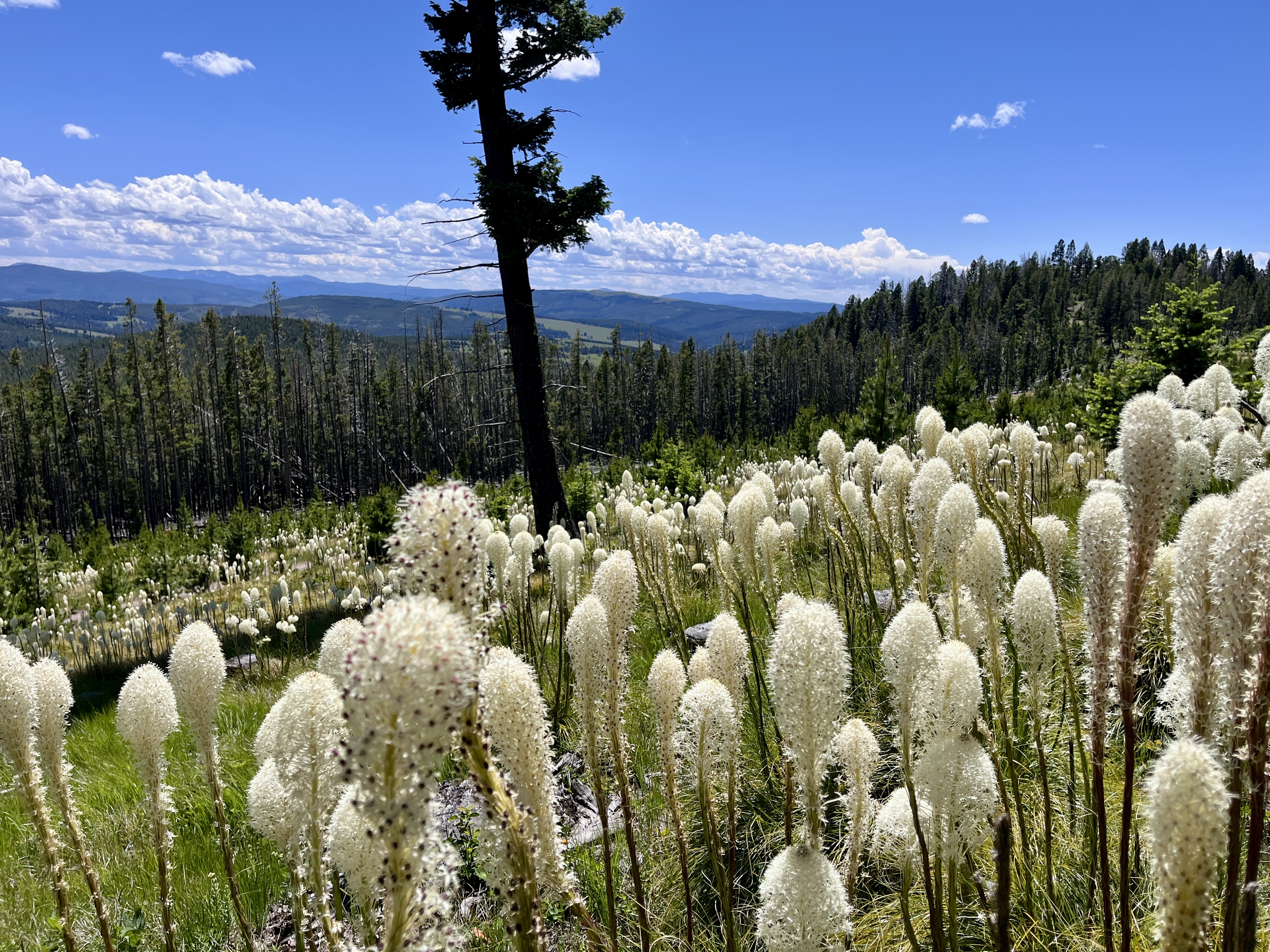 Beargrass flowers everywhere.